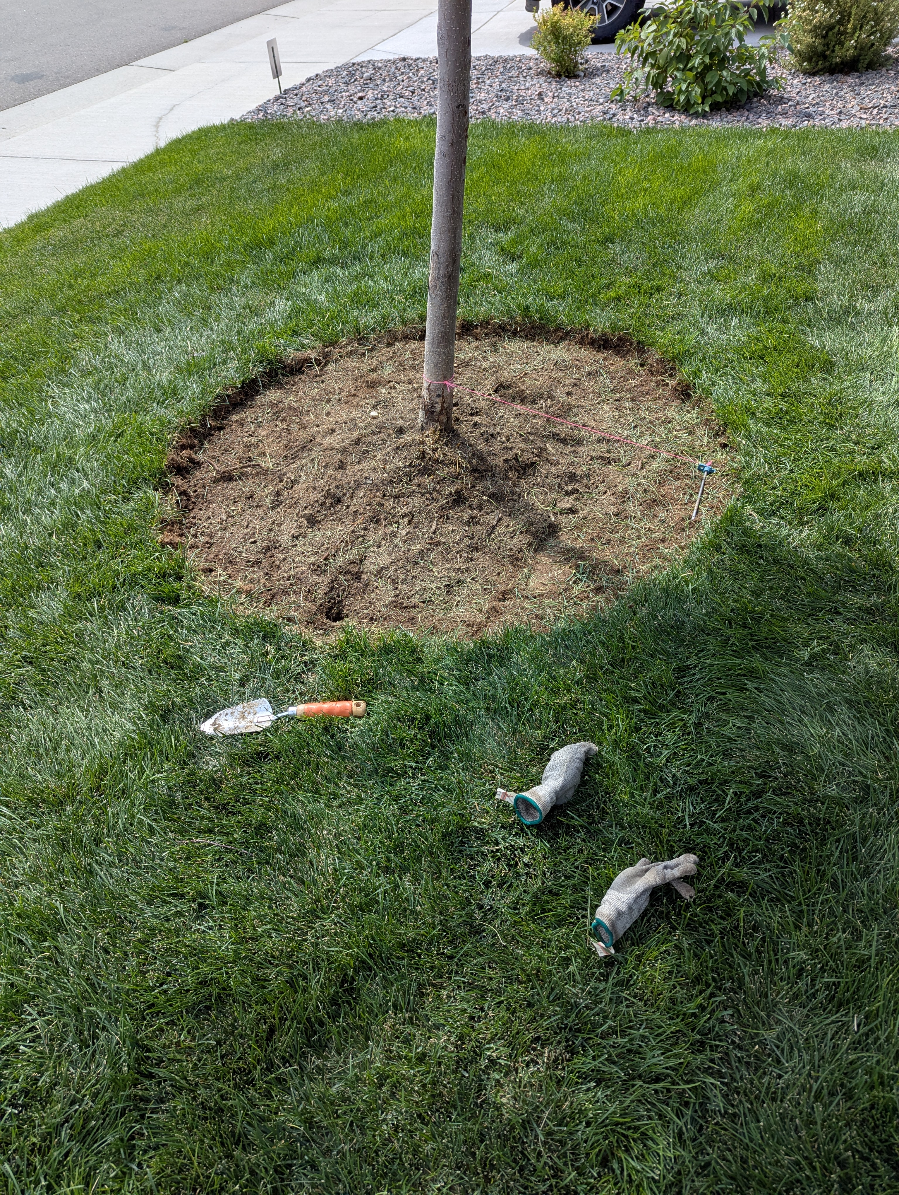 Tree Ring, Home Improvement, Morrison, Colorado